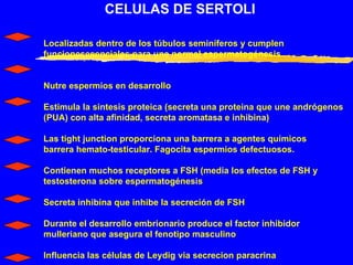 CELULAS DE SERTOLI Localizadas dentro de los túbulos seminíferos y cumplen funcionesesenciales para una normal espermatogénesis  Nutre espermios en desarrollo Estimula la sintesis proteica (secreta una proteina que une andrógenos (PUA) con alta afinidad, secreta aromatasa e inhibina) Las tight junction proporciona una barrera a agentes químicos barrera hemato-testicular. Fagocita espermios defectuosos. Contienen muchos receptores a FSH (media los efectos de FSH y testosterona sobre espermatogénesis Secreta inhibina que inhibe la secreción de FSH Durante el desarrollo embrionario produce el factor inhibidor mulleriano que asegura el fenotipo masculino Influencia las células de Leydig via secrecion paracrina 