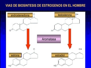 testosterona androstenediona estrona estradiol Aromatasa VIAS DE BIOSINTESIS DE ESTROGENOS EN EL HOMBRE 