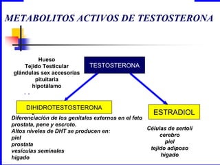 Células de sertoli cerebro piel tejido adiposo higado Diferenciación de los genitales externos en el feto prostata, pene y escroto. Altos niveles de DHT se producen en: piel prostata vesículas seminales  higado METABOLITOS ACTIVOS DE TESTOSTERONA Hueso Tejido Testicular glándulas sex accesorias pituitaria hipotálamo TESTOSTERONA DIHIDROTESTOSTERONA ESTRADIOL 