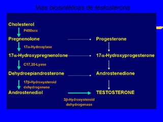 Vias biosintéticas de testosterona 