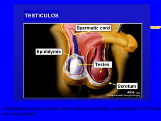 Los testículos se encuentran dentro del saco escrotal, a temperatura 2-3ºC infe- rior a la corporal. 