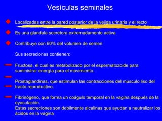 Vesículas seminales Localizadas entre la pared posterior de la vejiga urinaria y el recto Es una glandula secretora extremadamente activa Contribuye con 60% del volumen de semen Sus secreciones contienen : Fructosa, el cual es metabolizado por el espermatozoide para suministrar energía para el movimiento. Prostaglandinas, que estimulan las contracciones del músculo liso del tracto reproductivo. Fibrinógeno, que forma un coágulo temporal en la vagina después de la eyaculación. Estas secreciones son debilmente alcalinas que ayudan a neutralizar los ácidos en la vagina 