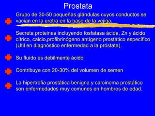 Prostata Grupo de 30-50 pequeñas glándulas cuyos conductos se  vacian en la uretra en la base de la vejiga. Secreta proteinas incluyendo fosfatasa ácida, Zn y ácido cítrico, calcio,profibrinógeno antígeno prostático específico (Util en diagnóstico enfermedad a la próstata). Su fluído es debilmente ácido Contribuye con 20-30% del volumen de semen La hipertrofia prostática benigna y carcinoma prostático  son enfermedades muy comunes en hombres de edad. 