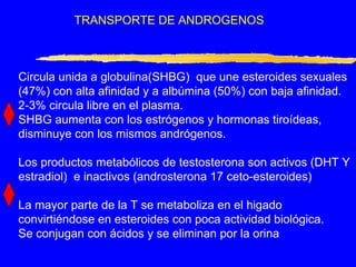 TRANSPORTE DE ANDROGENOS Circula unida a globulina(SHBG)  que une esteroides sexuales (47%) con alta afinidad y a albúmina (50%) con baja afinidad. 2-3% circula libre en el plasma. SHBG aumenta con los estrógenos y hormonas tiroídeas, disminuye con los mismos andrógenos. Los productos metabólicos de testosterona son activos (DHT Y estradiol)  e inactivos (androsterona 17 ceto-esteroides) La mayor parte de la T se metaboliza en el higado convirtiéndose en esteroides con poca actividad biológica. Se conjugan con ácidos y se eliminan por la orina  