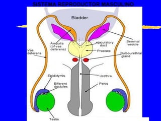 SISTEMA REPRODUCTOR MASCULINO 