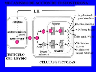 CELULAS EFECTORAS TESTÍCULO CEL. LEYDIG LH testosterona MECANISMO DE ACCION DE TESTOSTERONA   ´colesterol androstenediona Regulación de gonadotrofinas re Regulación de gonadotrofinas espermatogénesis Maduración  sexual pubertad Virilización externa Estim cond. Wolff Diferenc Sexual 
