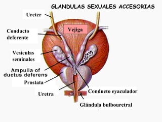Conducto eyaculador Glándula bulbouretral Uretra Prostata Vesículas seminales Conducto deferente Vejiga Ureter GLANDULAS SEXUALES ACCESORIAS 