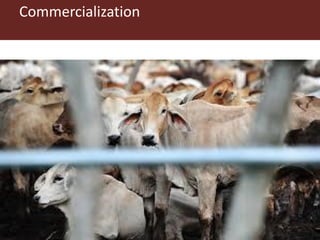 Pastoralism: From vulnerability to resilience