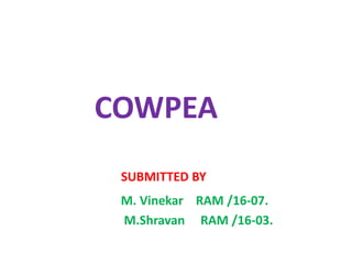 COWPEA
SUBMITTED BY
M. Vinekar RAM /16-07.
M.Shravan RAM /16-03.
 