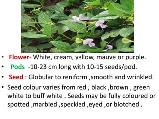 • Flower- White, cream, yellow, mauve or purple.
• Pods -10-23 cm long with 10-15 seeds/pod.
• Seed : Globular to reniform ,smooth and wrinkled.
• Seed colour varies from red , black ,brown , green
white to buff white . Seeds may be fully coloured or
spotted ,marbled ,speckled ,eyed ,or blotched .
 