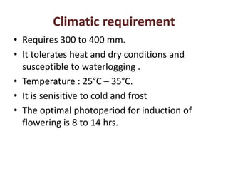 Climatic requirement
• Requires 300 to 400 mm.
• It tolerates heat and dry conditions and
susceptible to waterlogging .
• Temperature : 25°C – 35°C.
• It is senisitive to cold and frost
• The optimal photoperiod for induction of
flowering is 8 to 14 hrs.
 
