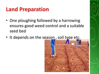 Land Preparation
• One ploughing followed by a harrowing
ensures good weed control and a suitable
seed bed
• It depends on the season , soil type etc.
 