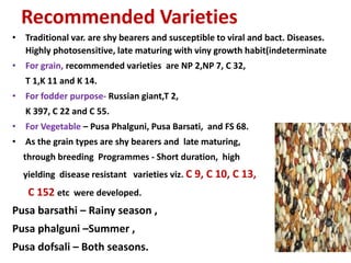 Recommended Varieties
• Traditional var. are shy bearers and susceptible to viral and bact. Diseases.
Highly photosensitive, late maturing with viny growth habit(indeterminate
• For grain, recommended varieties are NP 2,NP 7, C 32,
T 1,K 11 and K 14.
• For fodder purpose- Russian giant,T 2,
K 397, C 22 and C 55.
• For Vegetable – Pusa Phalguni, Pusa Barsati, and FS 68.
• As the grain types are shy bearers and late maturing,
through breeding Programmes - Short duration, high
yielding disease resistant varieties viz. C 9, C 10, C 13,
C 152 etc were developed.
Pusa barsathi – Rainy season ,
Pusa phalguni –Summer ,
Pusa dofsali – Both seasons.
 