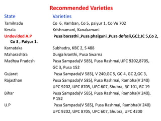 Recommended Varieties
State Varieties
Tamilnadu Co 6, Vamban, Co 5, paiyur 1, Co Vu 702
Kerala Krishnamani, Kanakamani
Undevided A.P Pusa barsathi ,Pusa phalguni ,Pusa dofasli,GC2,JC 5,Co 2,
Co 3 , Paiyur 1.
Karnataka Subhadra, KBC 2, S 488
Maharashtra Durga kranthi, Pusa Swarna
Madhya Pradesh Pusa Sampada(V 585), Pusa Rashmai,UPC 9202,8705,
GC 3, Pusa 152
Gujarat Pusa Sampada(V 585), V 240,GC 5, GC 4, GC 2,GC 3,
Rajasthan Pusa Sampada(V 585), Pusa Rashmai, Rambha(V 240)
UPC 9202, UPC 8705, UPC 607, Shubra, RC 101, RC 19
Bihar Pusa Sampada(V 585), Pusa Rashmai, Rambha(V 240),
P 152
U.P Pusa Sampada(V 585), Pusa Rashmai, Rambha(V 240)
UPC 9202, UPC 8705, UPC 607, Shubra, UPC 4200
 