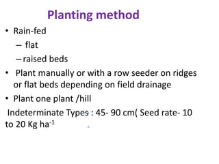 Planting method
• Rain-fed
– flat
–raised beds
• Plant manually or with a row seeder on ridges
or flat beds depending on field drainage
• Plant one plant /hill
Indeterminate Types : 45- 90 cm( Seed rate- 10
to 20 Kg ha-1
 