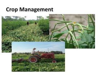 Crop Management
 