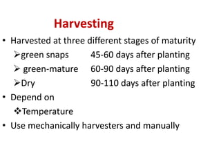 Harvesting
• Harvested at three different stages of maturity
green snaps 45-60 days after planting
 green-mature 60-90 days after planting
Dry 90-110 days after planting
• Depend on
Temperature
• Use mechanically harvesters and manually
 