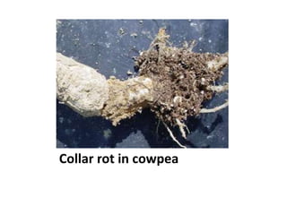 Collar rot in cowpea
 