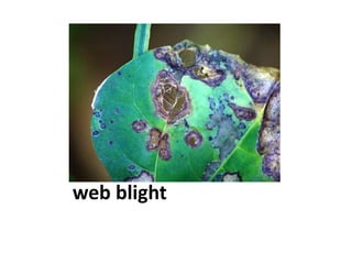 web blight
 