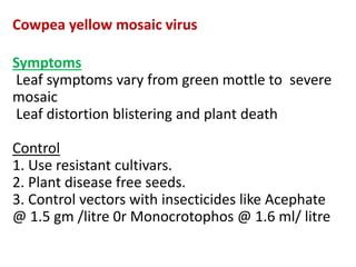 Cowpea yellow mosaic virus
Symptoms
Leaf symptoms vary from green mottle to severe
mosaic
Leaf distortion blistering and plant death
Control
1. Use resistant cultivars.
2. Plant disease free seeds.
3. Control vectors with insecticides like Acephate
@ 1.5 gm /litre 0r Monocrotophos @ 1.6 ml/ litre
 