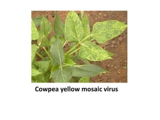 Cowpea yellow mosaic virus
 