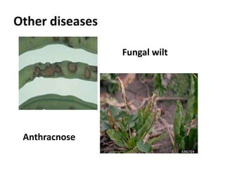 Other diseases
Anthracnose
Fungal wilt
 