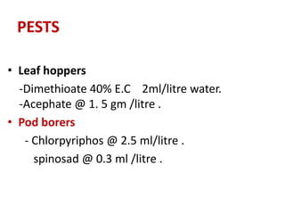 PESTS
• Leaf hoppers
-Dimethioate 40% E.C 2ml/litre water.
-Acephate @ 1. 5 gm /litre .
• Pod borers
- Chlorpyriphos @ 2.5 ml/litre .
spinosad @ 0.3 ml /litre .
 