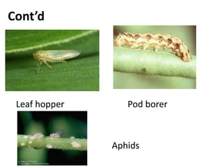 Cont’d
Leaf hopper Pod borer
Aphids
 