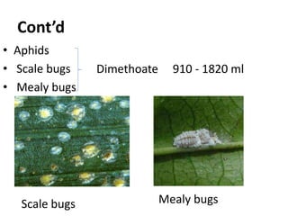 Cont’d
• Aphids
• Scale bugs
• Mealy bugs
Dimethoate 910 - 1820 ml
Scale bugs Mealy bugs
 