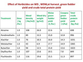 Effect of Herbicides on WD , WDW,at harvest ,green fodder
yield and crude total protein yield
Treatment Dose
( kg
/ha )
Weed
density
( No/m2)
Weed dry
weight
(g/m2)
Maize
green
fodder
yield
(t /ha )
Cowpea
green
fodder
yield
( t/ha)
Total
crude
protein
yield
(kg /ha)
Atrazine 1.0 108 26.0 22.6 0 698
Pendimethalin 1.0 89 15.5 15.0 12.8 996
Alachlor 1.0 76 10.3 16.0 14.3 1031
Metalachlor 1.0 43 6.9 17.7 14.9 1065
Butachlor 1.0 94 12.5 15.0 13.6 1023
Oxyflourfen 1.0 107 23.6 19.5 7.8 849
Fluchloralin 1.0 116 19.6 15.5 11.3 897
 