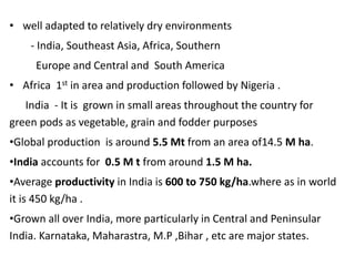 • well adapted to relatively dry environments
- India, Southeast Asia, Africa, Southern
Europe and Central and South America
• Africa 1st in area and production followed by Nigeria .
India - It is grown in small areas throughout the country for
green pods as vegetable, grain and fodder purposes
•Global production is around 5.5 Mt from an area of14.5 M ha.
•India accounts for 0.5 M t from around 1.5 M ha.
•Average productivity in India is 600 to 750 kg/ha.where as in world
it is 450 kg/ha .
•Grown all over India, more particularly in Central and Peninsular
India. Karnataka, Maharastra, M.P ,Bihar , etc are major states.
 