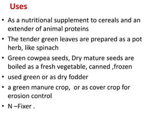 Uses
• As a nutritional supplement to cereals and an
extender of animal proteins
• The tender green leaves are prepared as a pot
herb, like spinach
• Green cowpea seeds, Dry mature seeds are
boiled as a fresh vegetable, canned ,frozen
• used green or as dry fodder
• a green manure crop, or as cover crop for
erosion control
• N –Fixer .
 