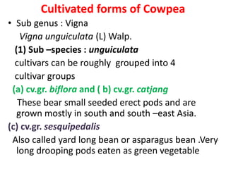 Cultivated forms of Cowpea
• Sub genus : Vigna
Vigna unguiculata (L) Walp.
(1) Sub –species : unguiculata
cultivars can be roughly grouped into 4
cultivar groups
(a) cv.gr. biflora and ( b) cv.gr. catjang
These bear small seeded erect pods and are
grown mostly in south and south –east Asia.
(c) cv.gr. sesquipedalis
Also called yard long bean or asparagus bean .Very
long drooping pods eaten as green vegetable
 