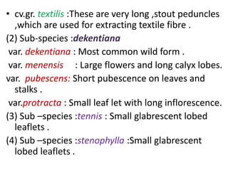 • cv.gr. textilis :These are very long ,stout peduncles
,which are used for extracting textile fibre .
(2) Sub-species :dekentiana
var. dekentiana : Most common wild form .
var. menensis : Large flowers and long calyx lobes.
var. pubescens: Short pubescence on leaves and
stalks .
var.protracta : Small leaf let with long inflorescence.
(3) Sub –species :tennis : Small glabrescent lobed
leaflets .
(4) Sub –species :stenophylla :Small glabrescent
lobed leaflets .
 