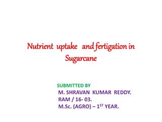 Nutrient uptake and fertigation in
Sugarcane
SUBMITTED BY
M. SHRAVAN KUMAR REDDY.
RAM / 16- 03.
M.Sc. (AGRO) – 1ST YEAR.
 