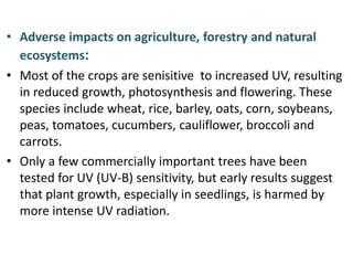 • Adverse impacts on agriculture, forestry and natural
ecosystems:
• Most of the crops are senisitive to increased UV, resulting
in reduced growth, photosynthesis and flowering. These
species include wheat, rice, barley, oats, corn, soybeans,
peas, tomatoes, cucumbers, cauliflower, broccoli and
carrots.
• Only a few commercially important trees have been
tested for UV (UV-B) sensitivity, but early results suggest
that plant growth, especially in seedlings, is harmed by
more intense UV radiation.
 