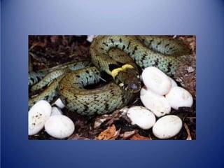 Sürünənlər sinifi