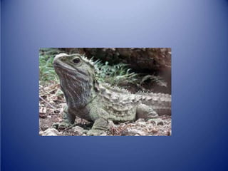 Sürünənlər sinifi