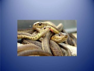 Sürünənlər sinifi