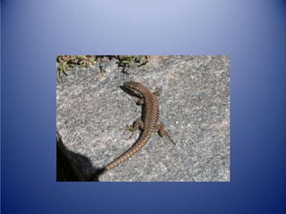 Sürünənlər sinifi