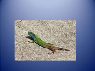 Sürünənlər sinifi