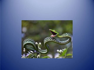 Sürünənlər sinifi