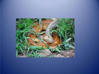 Sürünənlər sinifi