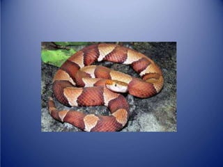 Sürünənlər sinifi