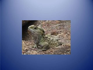 Sürünənlər sinifi