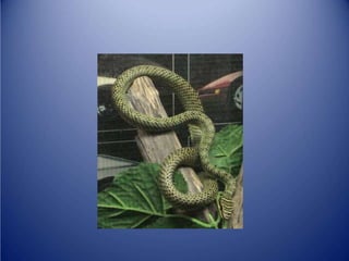 Sürünənlər sinifi