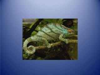 Sürünənlər sinifi