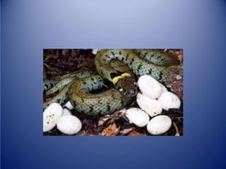 Sürünənlər sinifi