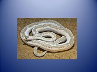 Sürünənlər sinifi