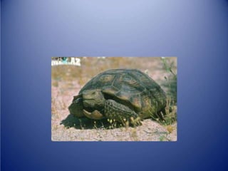 Sürünənlər sinifi